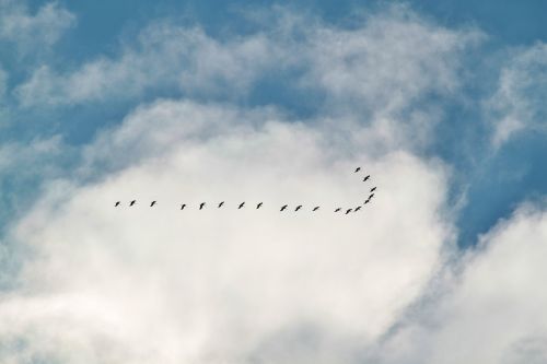 migratory birds flock of birds cranes