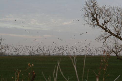 Migratory Birds In Oklahoma