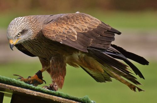 milan wildpark poing bird of prey