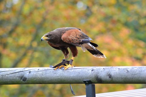 milan wildlife park bird