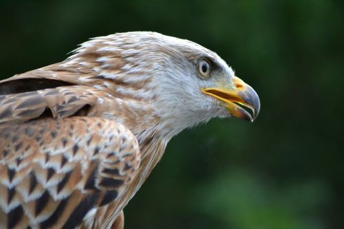 milan wildlife park bird