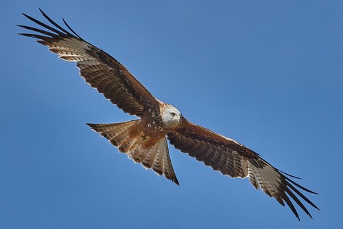 milan  flight  sky