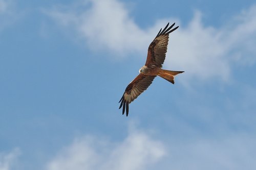 milan  bird of prey  raptor