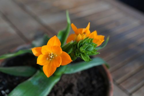 milchstrern flower orange