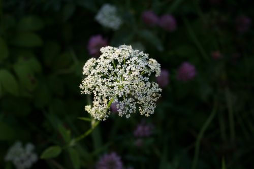 Milfoil