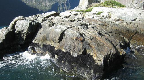 milford sound seal rocks