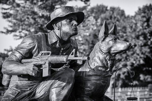 military  working  dog