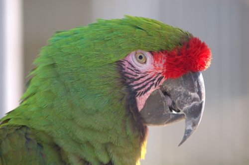 military macaw head face