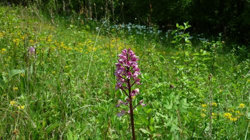 military orchid german orchid flower meadow