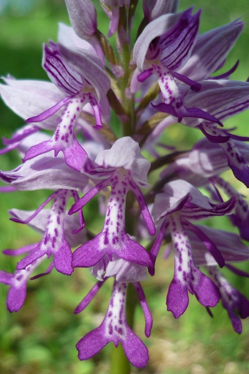 military orchid  german  orchid