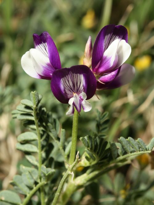 milkvetch weed blossom