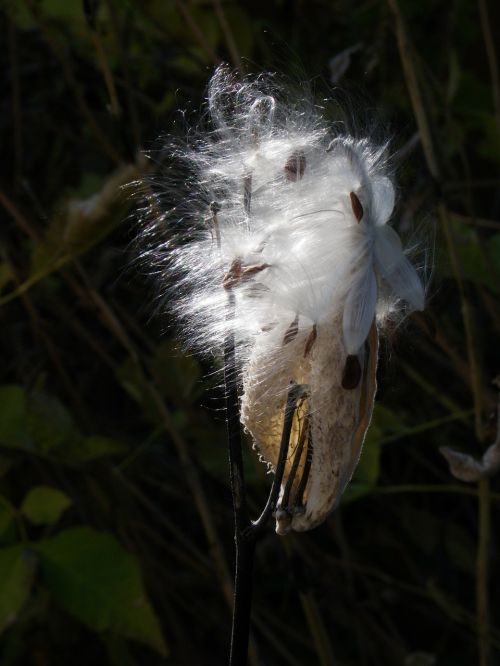 milkweed seeds silky