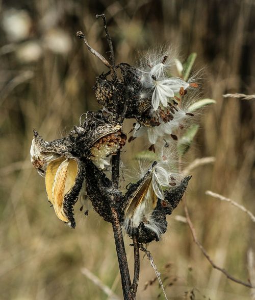 milkweed seed pods delicate