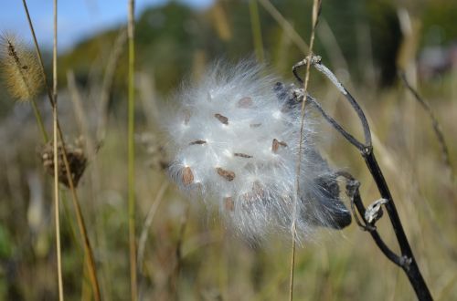 milkweed autumn pod