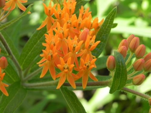 milkweed orange flower wildflower