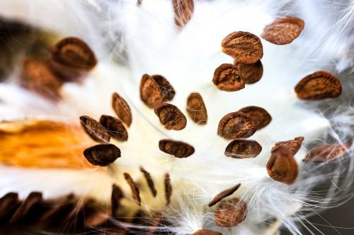 milkweed seeds milkweed seeds