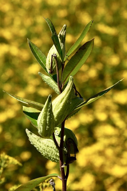 milkweed  plant  nature