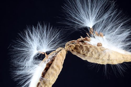 milkweed  seeds  departure