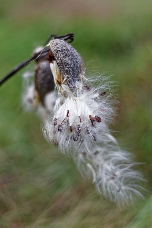 milkweed  pods  silky