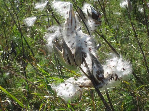 milkweed seeds pod