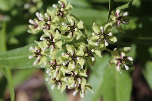 milkweed flowers asclepias