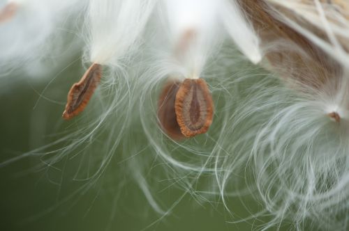 milkweed pod milkweed seeds macro