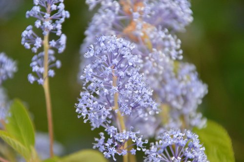 milkweed swamp  milkweed  plant