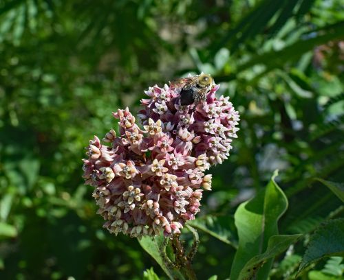 milkweed with bee milkweed flower