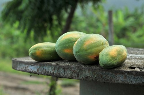 milky  papaya  tubers