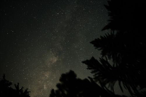 milky way trees space