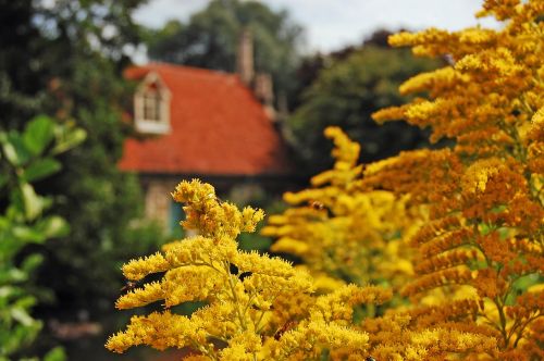 mill countryside scene