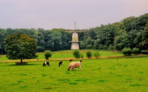 mill cows meadow