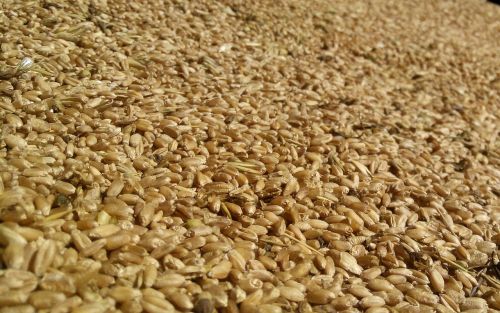 millet grain background