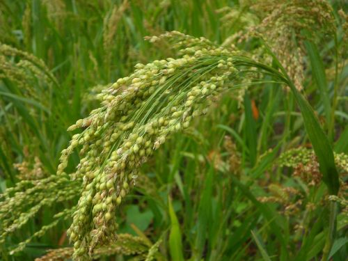 millet cultivation cereals