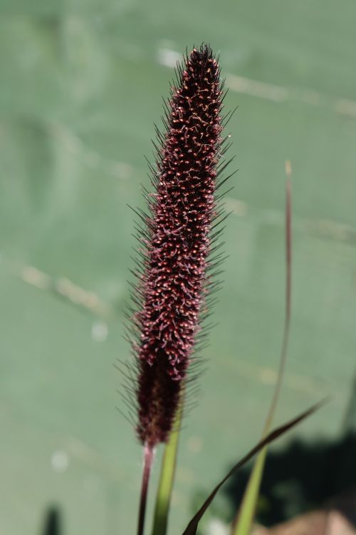 millet plant garden