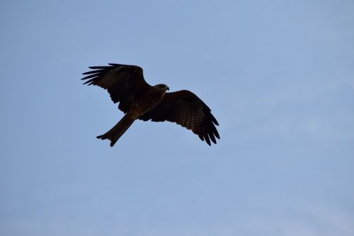 milvus migrans kite flight