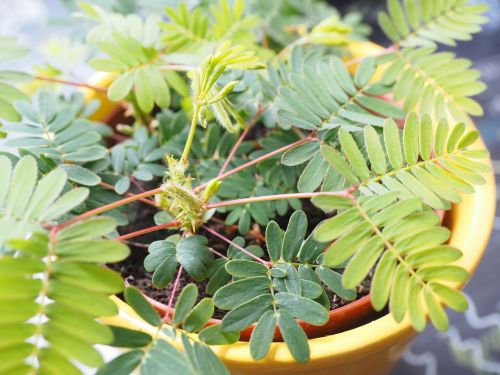 mimosa leaves green