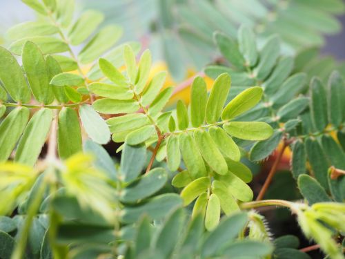 mimosa leaves green