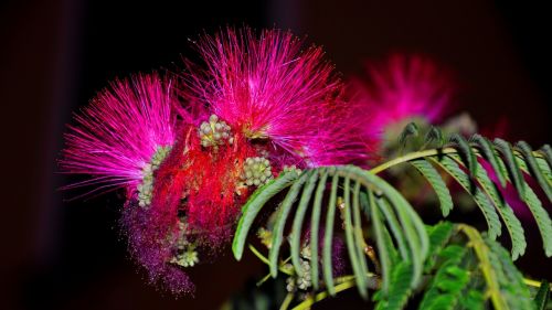 mimosa selyemakác flower