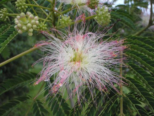 mimosa flower dew