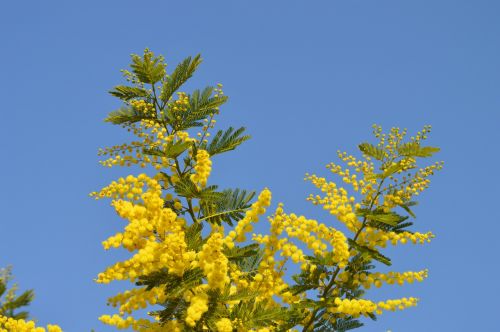 mimosa flowers yellow