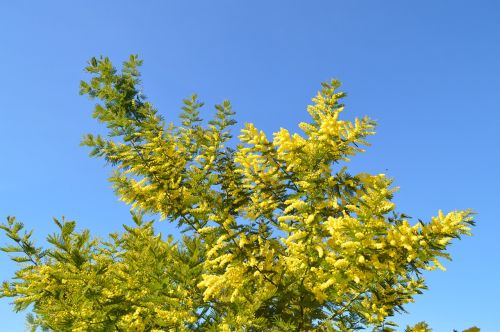 mimosa flower yellow