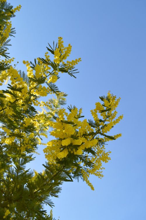 mimosa flower yellow