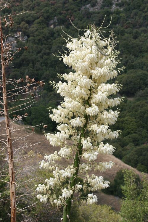 mimosa flower petals