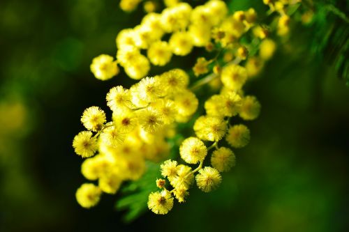 mimosa côte d'azur flower