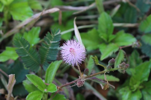 mimosa  wild flower  wild