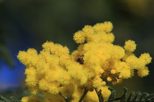 mimosa  flower  yellow