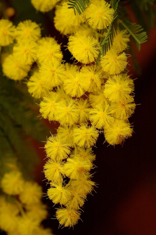 mimosa  flower  nature