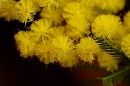 mimosa  flower  nature