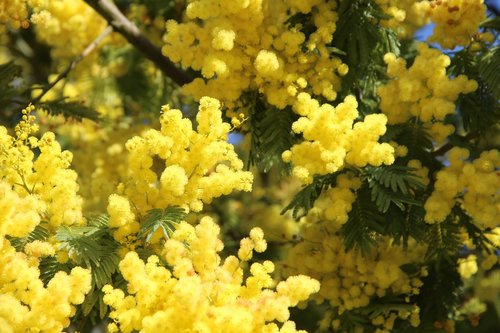 mimosa  flower  may